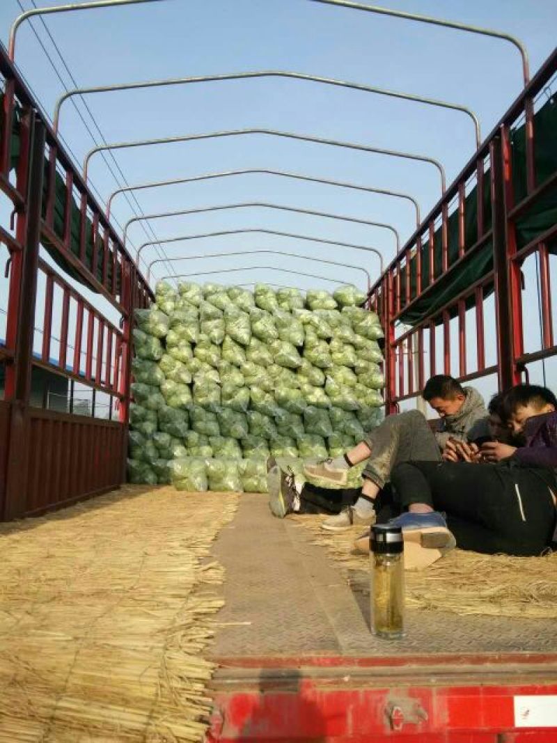 沛县惠之源菜业，常年供应绿甘蓝1~2公斤