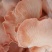平菇菌棒22*47