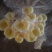 平菇菌棒22*47