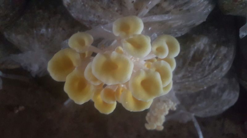 平菇菌棒22*47