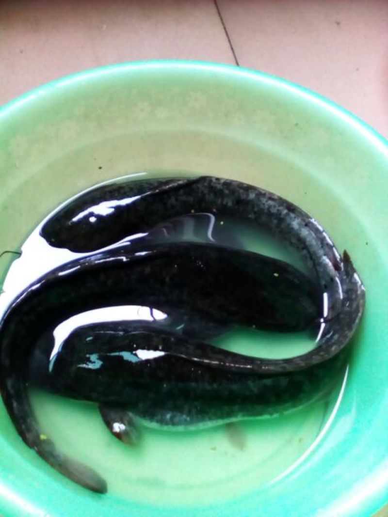 胡子鲶食用