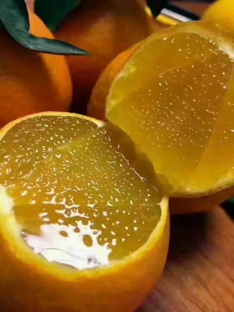 红美人柑橘苗(基地直供，品种纯正，量大价优
