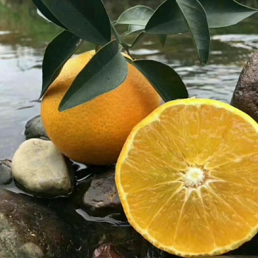 红美人柑橘苗(基地直供，品种纯正，量大价优
