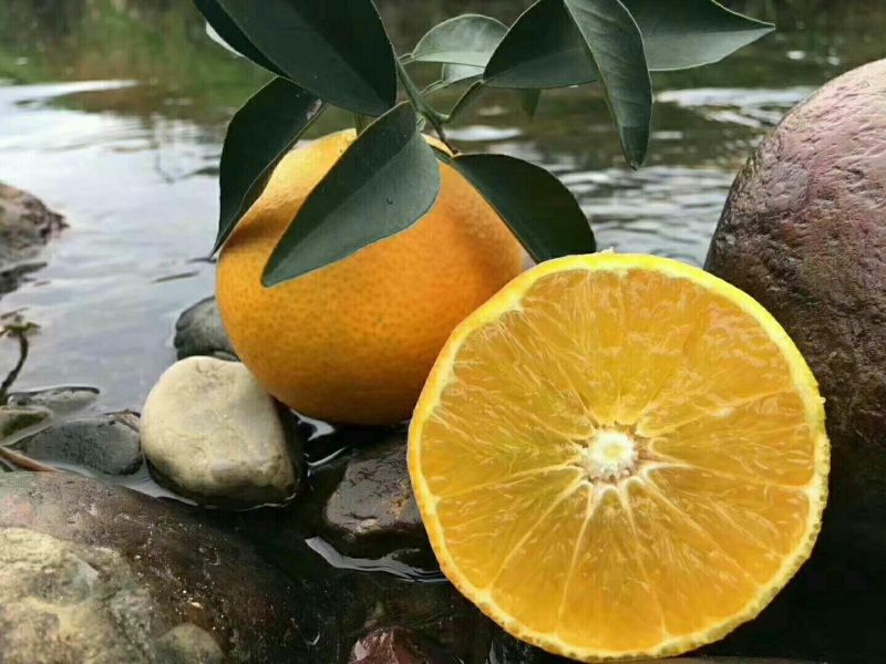 红美人柑橘苗(基地直供，品种纯正，量大价优