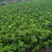 红美人柑橘苗(基地直供，品种纯正，量大价优