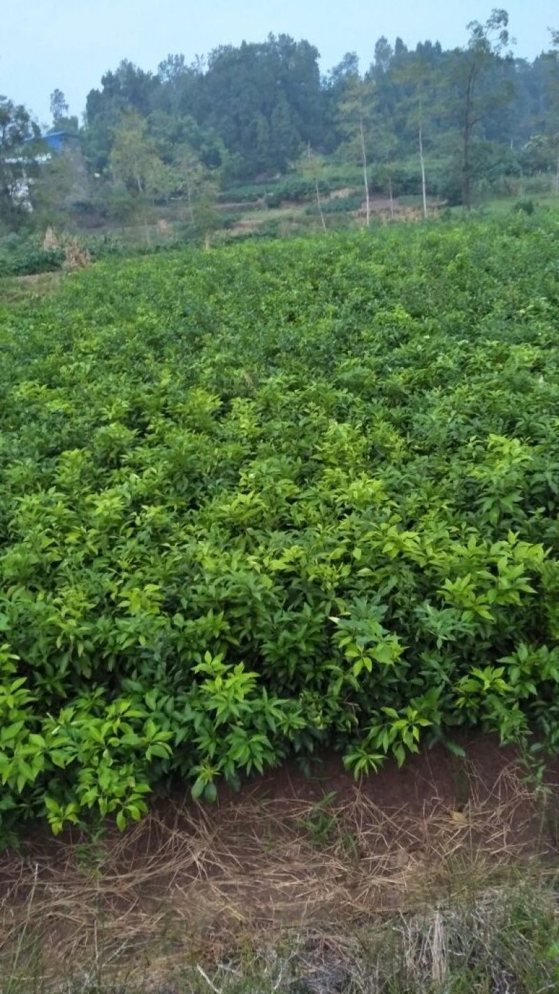 红美人柑橘苗(基地直供，品种纯正，量大价优