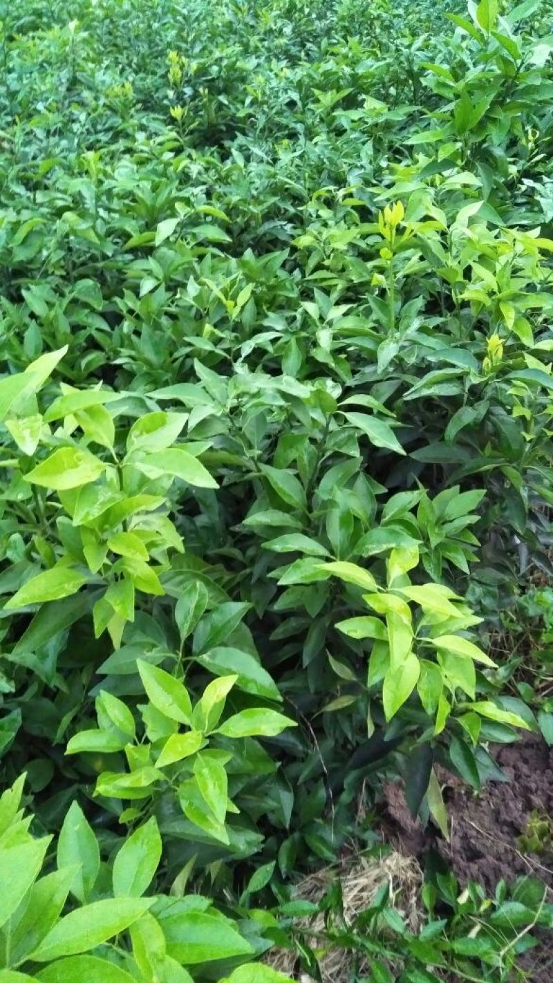 红美人柑橘苗(基地直供，品种纯正，量大价优