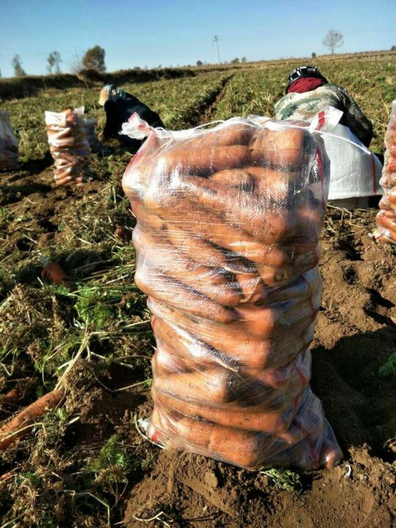 三红胡萝卜3两以上带土15厘米以上红