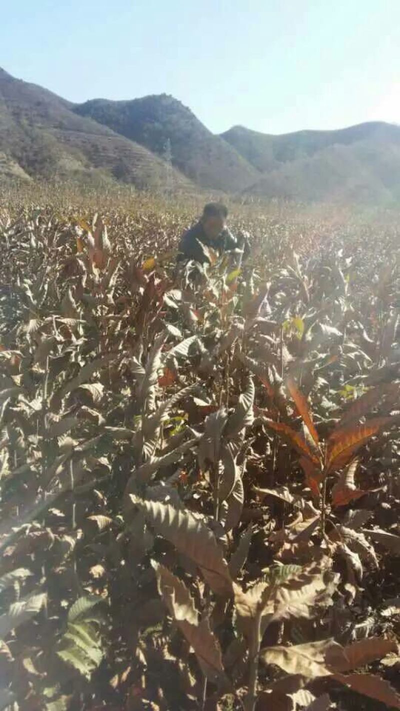 板栗苗，华阳板栗苗，华丰板栗苗，泰山板栗苗80cm以上