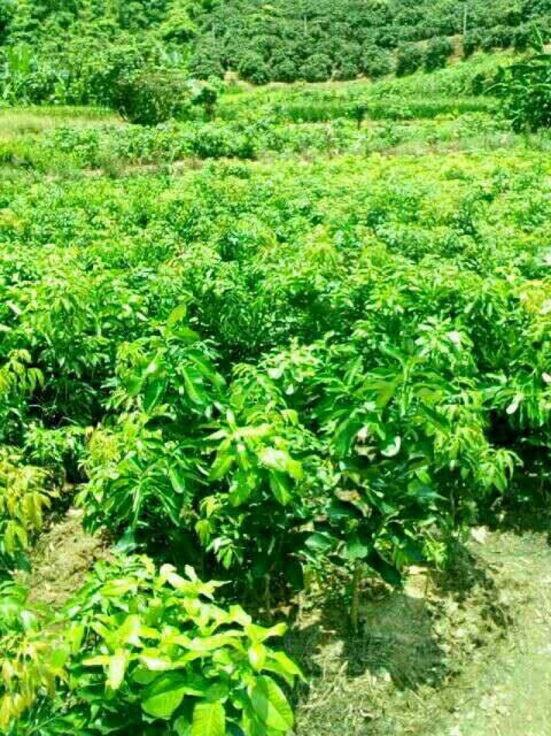 无核黄皮果苗30~50cmcm黑黄皮树苗