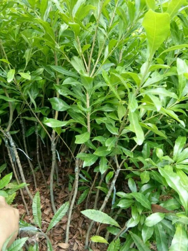 杨梅苗东魁杨梅，嫁接苗！晚熟品种。