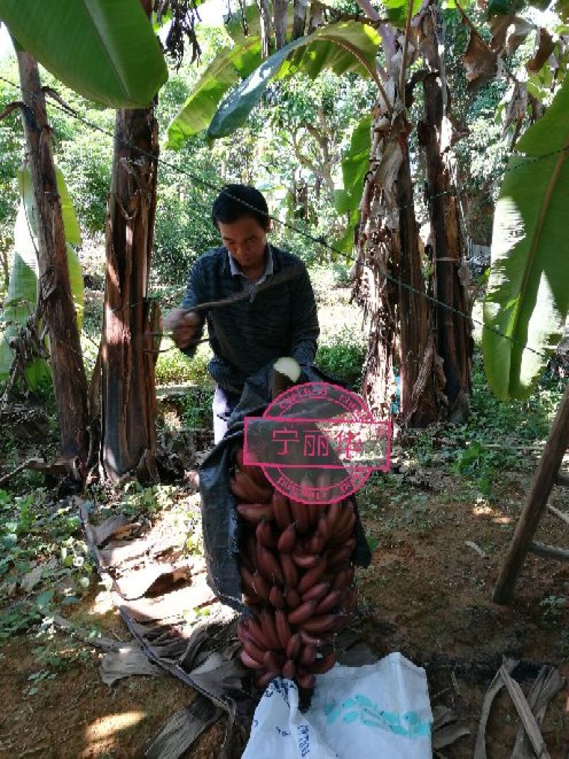 一件代发】一级红香蕉基地直供，包售后，不泡药水新鲜健康