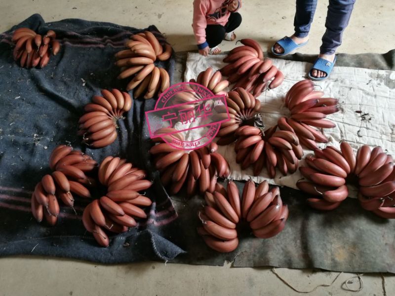 一件代发】一级红香蕉基地直供，包售后，不泡药水新鲜健康