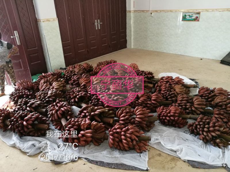 一件代发】一级红香蕉基地直供，包售后，不泡药水新鲜健康