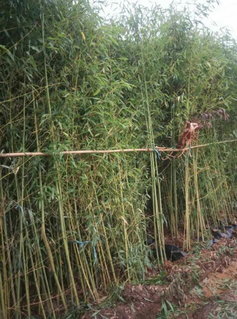 金竹5~6m