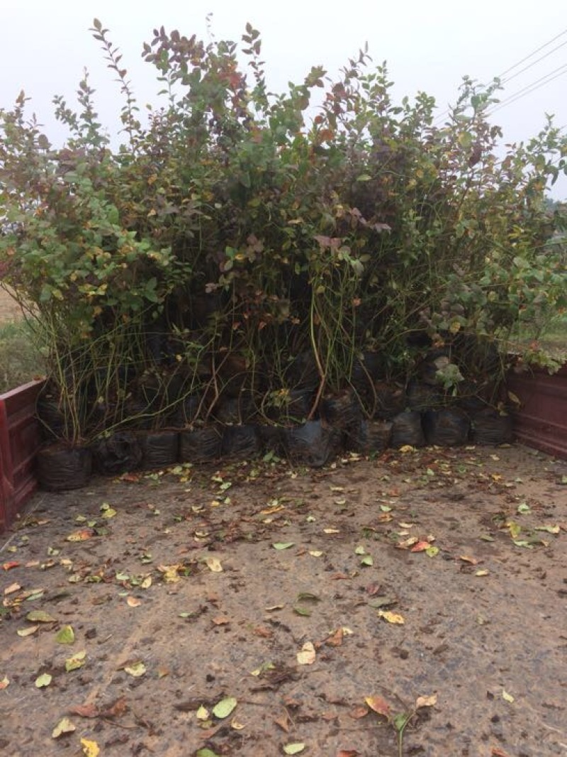 蓝莓苗1~2年50~80cm