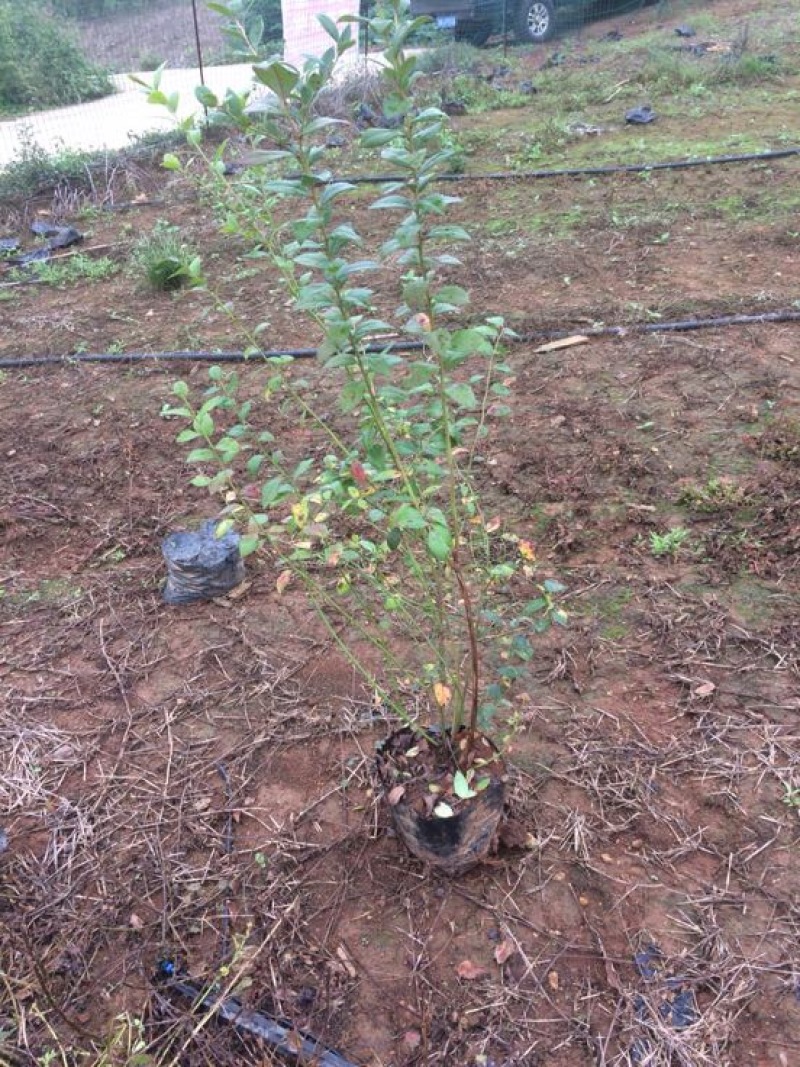 蓝莓苗1~2年50~80cm