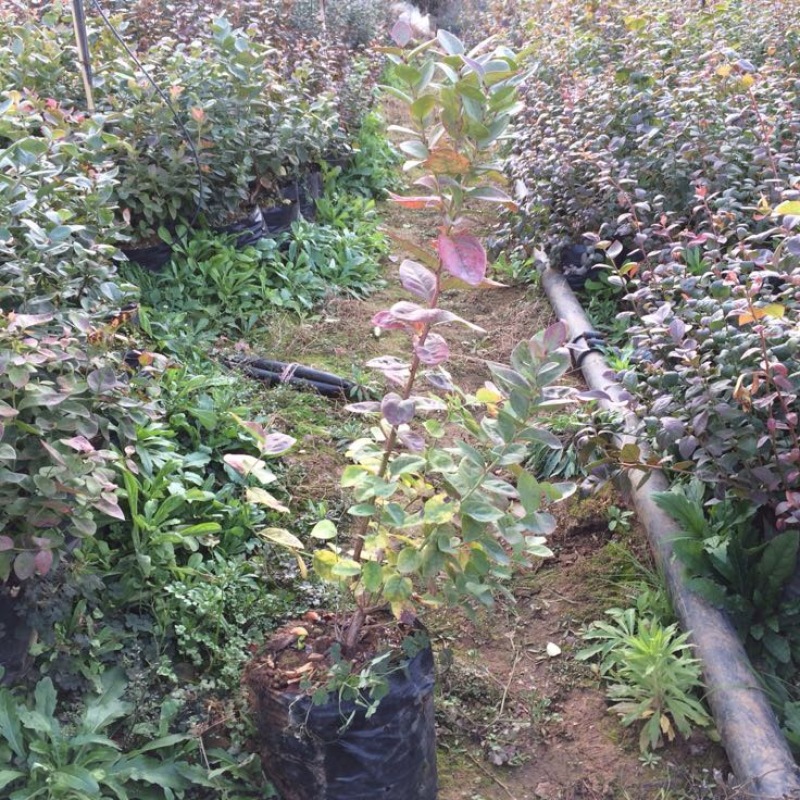 蓝莓苗1~2年50~80cm
