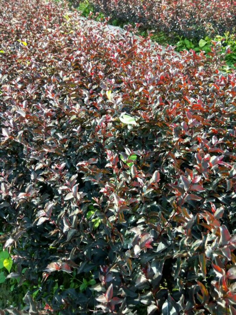 红花紫薇1米以下20cm以上1.5~2米