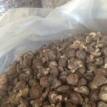 808香菇3cm以下