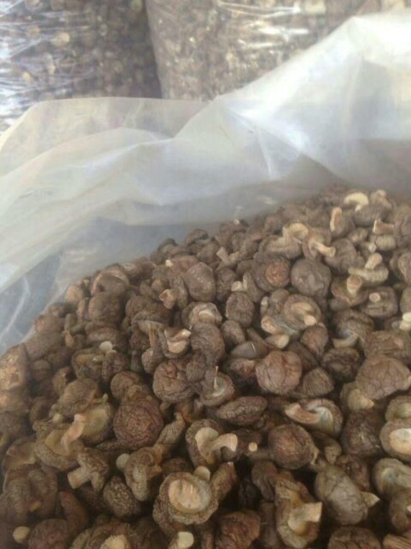 808香菇3cm以下