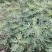 新品种无花果树苗大青皮布兰瑞克波姬红包邮