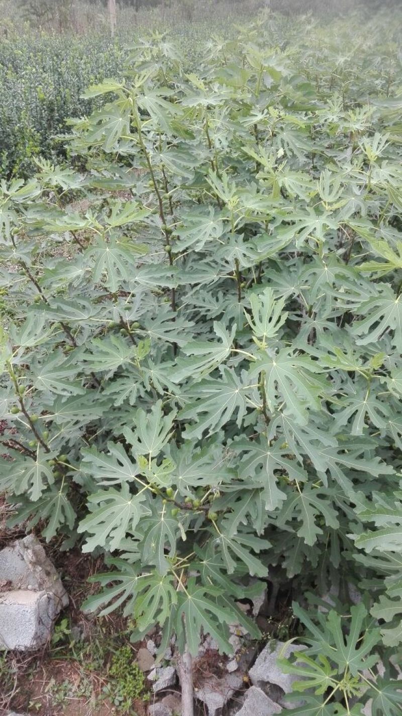 新品种无花果树苗大青皮布兰瑞克波姬红包邮