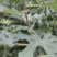 新品种无花果树苗大青皮布兰瑞克波姬红包邮