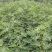 新品种无花果树苗大青皮布兰瑞克波姬红包邮