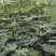 新品种无花果树苗大青皮布兰瑞克波姬红包邮