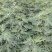 新品种无花果树苗大青皮布兰瑞克波姬红包邮
