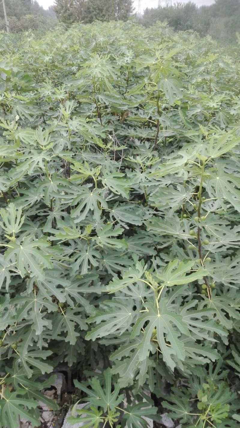 新品种无花果树苗大青皮布兰瑞克波姬红包邮