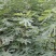 新品种无花果树苗大青皮布兰瑞克波姬红包邮