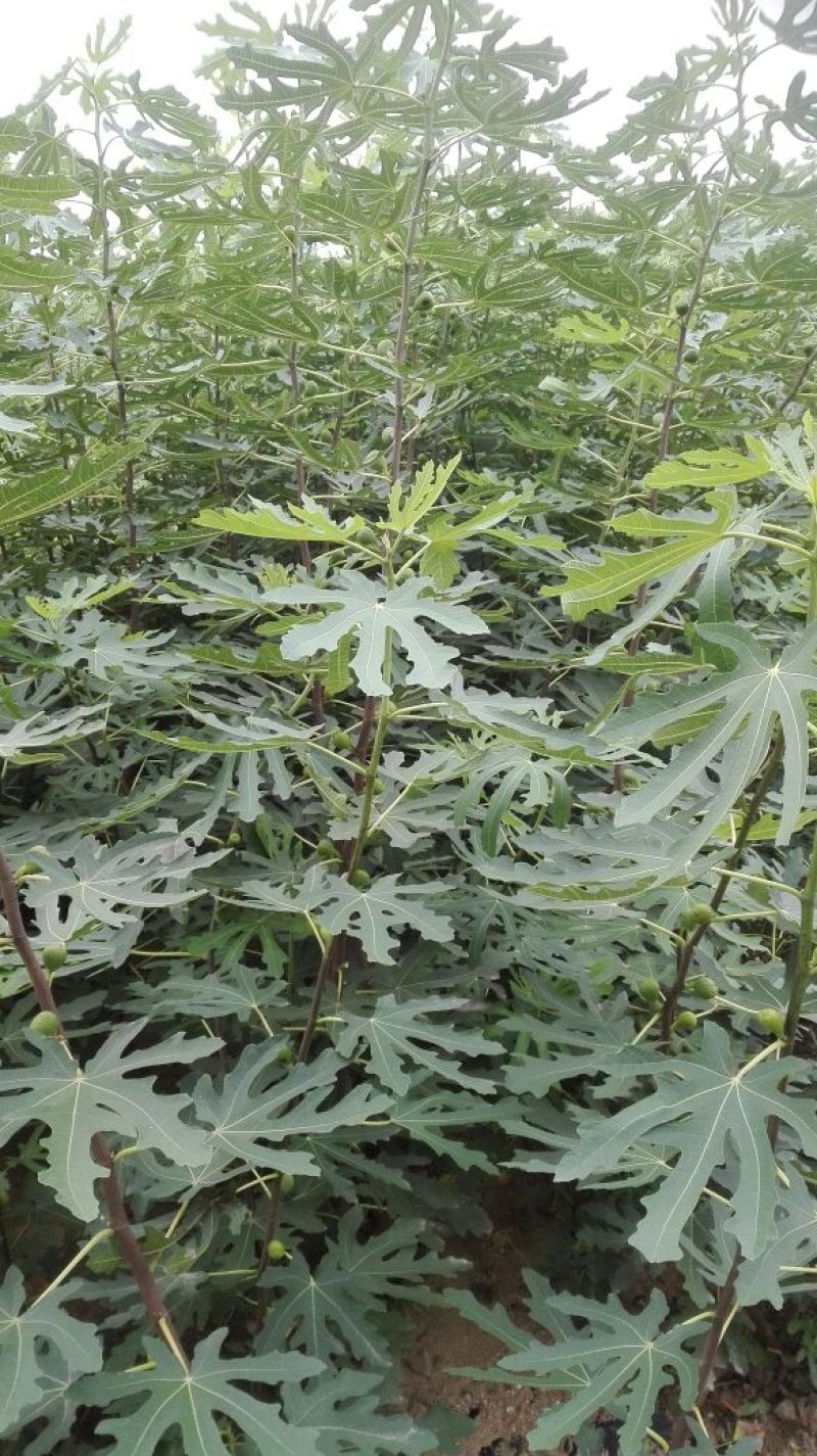 新品种无花果树苗大青皮布兰瑞克波姬红包邮