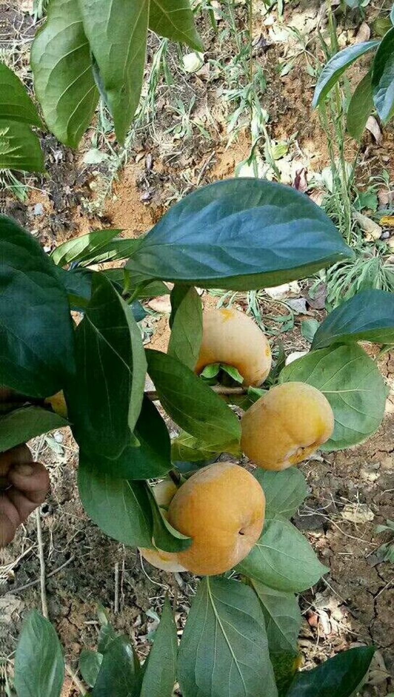 柿饼1~2两