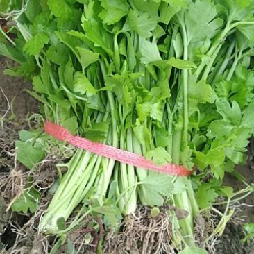 西芹苗15~20cm！货源充足，量大从优