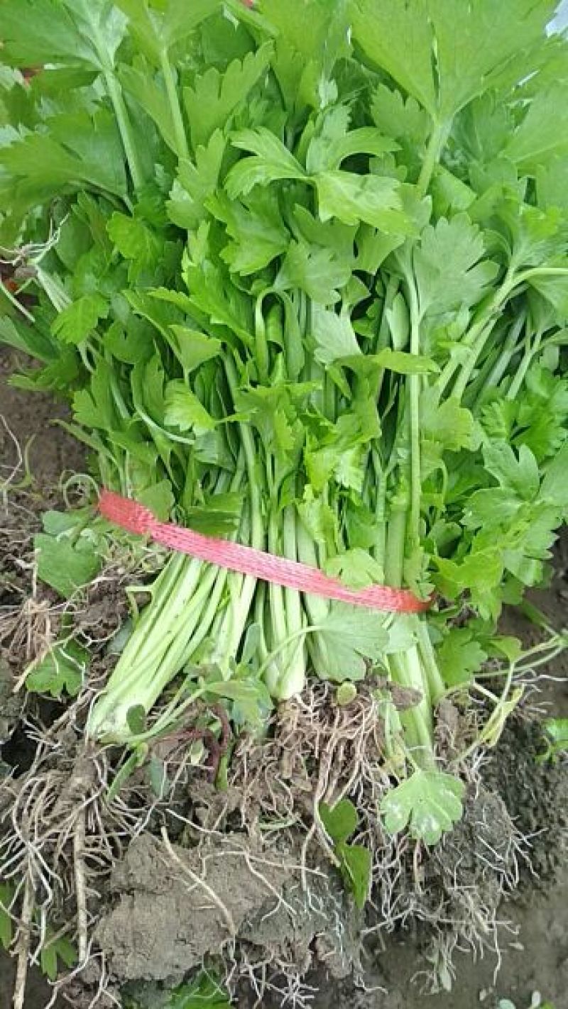 西芹苗15~20cm！货源充足，量大从优