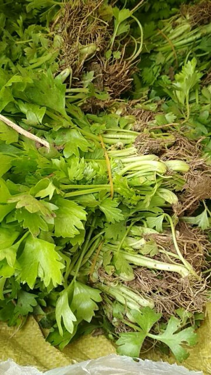 西芹苗15~20cm！货源充足，量大从优