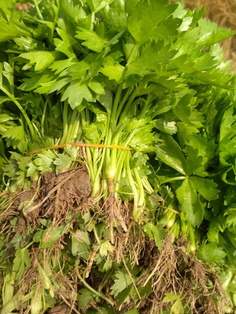 西芹苗15~20cm！货源充足，量大从优