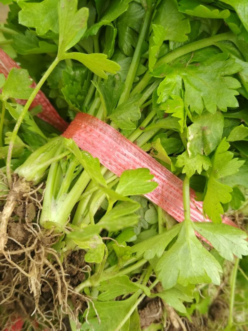 西芹苗15~20cm！货源充足，量大从优