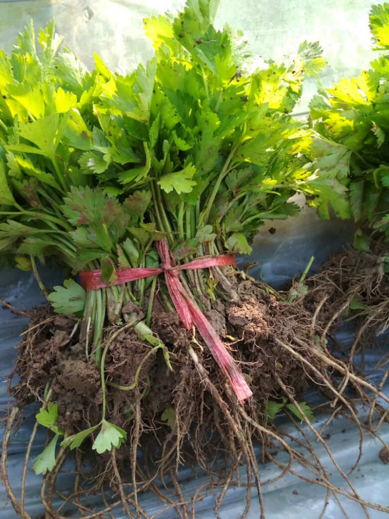 西芹苗15~20cm！货源充足，量大从优