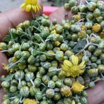 野菊花散装