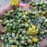 野菊花散装