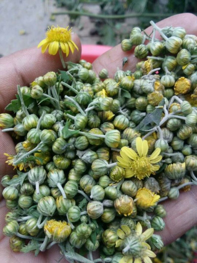 野菊花散装