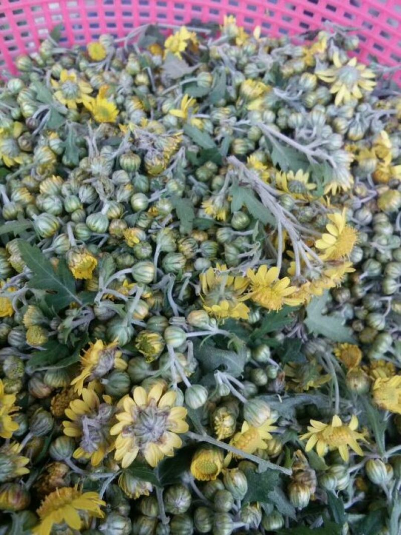 野菊花散装