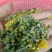 野菊花散装