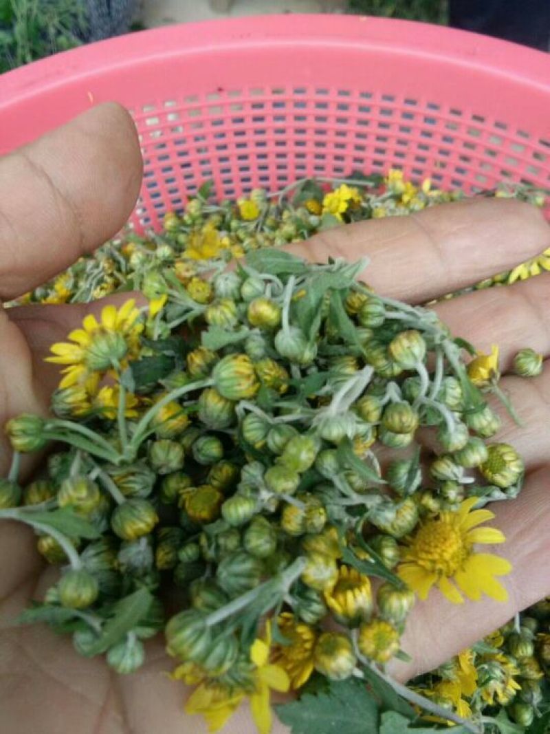 野菊花散装