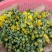 野菊花散装