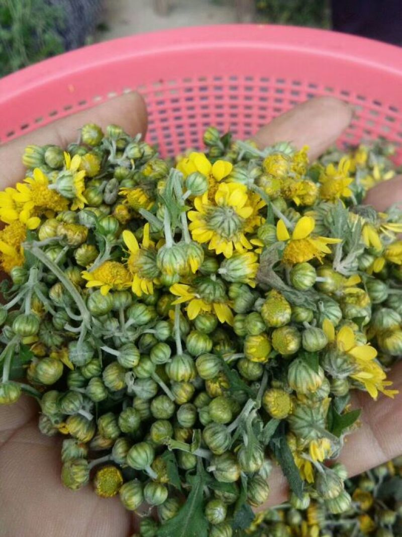 野菊花散装