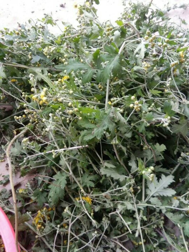 野菊花散装